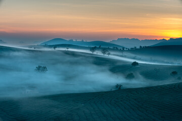 Fanciful dawn with early morning dew on tea plantations at Moc Chau Farm, Son La Province, Vietnam