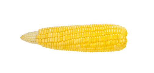 Fresh corn isolated for vegetable element