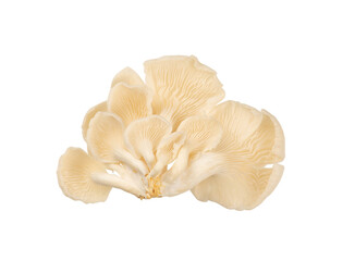 oyster mushrooms with detail isolated © berkahjayamaterial