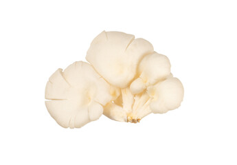 White oyster mushrooms isolated for healthy food design element