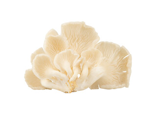 Oyster mushrooms isolated for vegetarian design element
