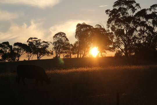 sunset over a paddock