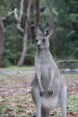 Naklejka na ściany i meble kangaroo 2