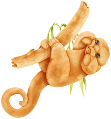 silky anteater wildlife