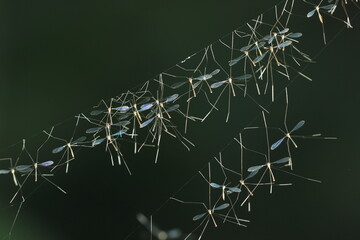 crane fly, a collection of crane fly hanging from its nest