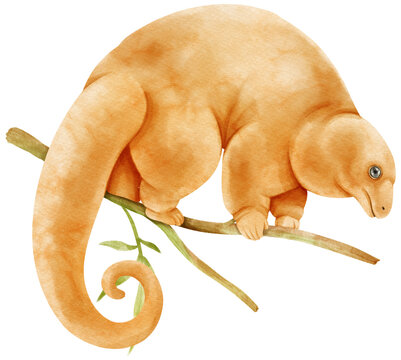 silky anteater wildlife
