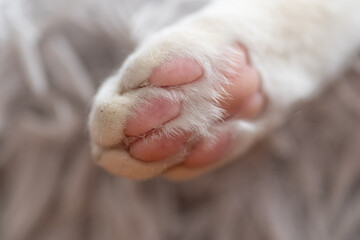 可愛い猫の足の裏