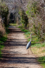 Héron Cendré sur un chemin