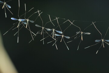 crane fly, a collection of crane fly hanging from its nest