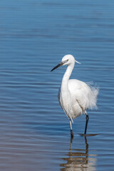 Grande Aigrette dans l'eau