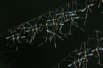 crane fly, a collection of crane fly hanging from its nest