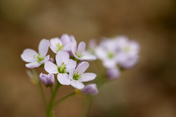 Fleur nature rose macro