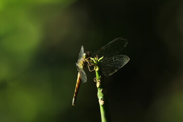 dragonfly, a dragonfly perched on a wooden branch