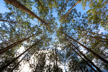 Obraz premium The pine trees tops vertical on blue sky