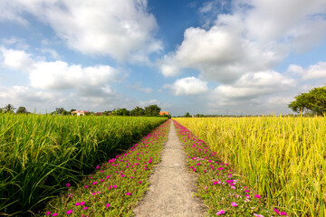 small trail goes through ripe paddy fields ready to harvesting, a peaceful sight in a rural village