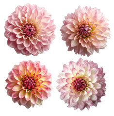 Four different dahlia flowers in the pink color, top view and on a transparent background, Generative AI