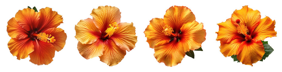 Four different hibiscus flowers in yellow color, top view and on a transparent background, Generative AI