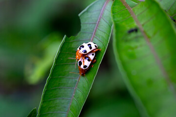 Two beetles mating on the leaf.