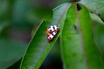 Two beetles mating on the leaf.