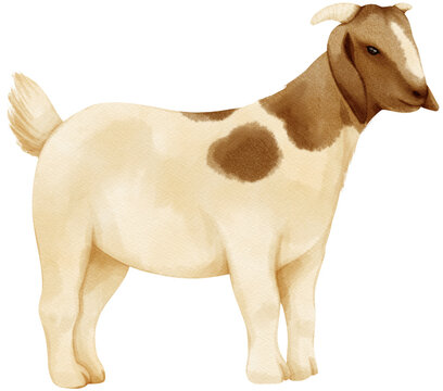 Goat watercolor farm animals