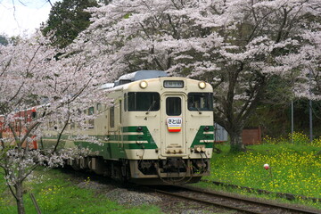 Naklejka premium 桜とレトロ列車 小湊鉄道 上総大久保駅