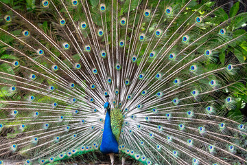Portrait of a colorful dancing peacock