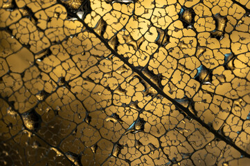 Water drops on a leaf skeleton nerves, on golden background