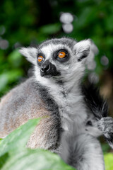 lemur