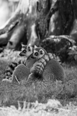 lemur