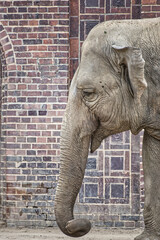 Elefant, langer Atem, R&uuml;ssel, Zoo, Tierpark, gefangen, Wildnis, afrikanischer Elefant, indischer Elefant, Zoo Leipzig, seitliches Portrait