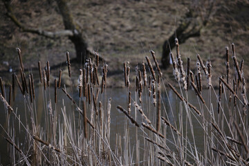 Reed mace in early spring. Dry Cattail. Bulrush. Spikes with Fluff.  Reeds. 