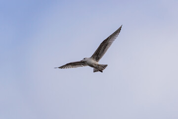 Obraz premium gull in flight with wings spread