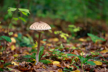 Mushrooms in shady forest