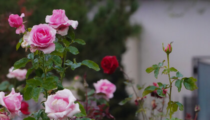 Pink roses in the garden