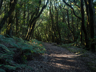 Path in fairytale laurisilva forest with mossy trees at Garajonay National Park, La Gomera, Canary Islands, Spain. Mysterious magical nature scenery. UNESCO World Heritage Site.