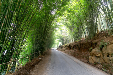 Scenic dirt road walkway among green bamboo trees. Rural scene  
