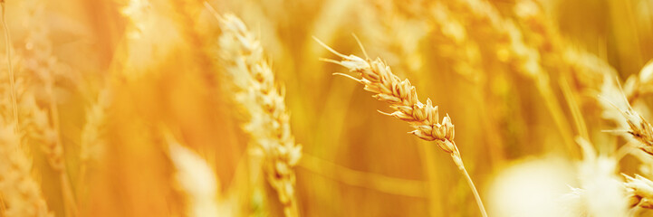 Background of ripe wheat on field, sunshine and sunset. Selective focus, wide banner, copy space. Golden Yellow wheat, harvest in agricultural field. rural landscape, harvest. Panoramic view