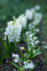 biała wiosenna rabata z kwiatami hiacynt i białą cebulica syberyjska (Scilla siberica)