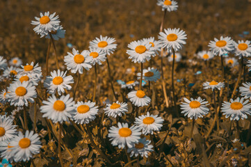 Daisy flowers blooming in spring. 