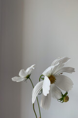 Elegant white daisy chamomile flower on white background. Aesthetic flower composition. Still life summer, spring concept