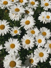Closeup chamomile daisy flower buds pattern with sunlight shadows. Aesthetic summer flower background