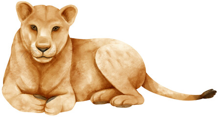 Lion african wildlife animals watercolor illustration