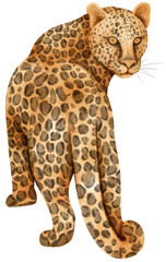 Leopard wildlife animals watercolor illustration