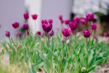 Spring flowers in the garden, beautiful tulips on the flowerbed