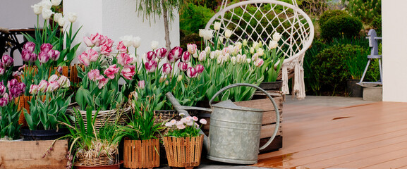 Beautiful spring composition on the terrace in the garden with spring flowers of tulips