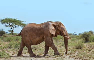Fototapeta na wymiar full length side profile of a male african elephant walking in the wild savannah of buffalo springs national reserve, kenya