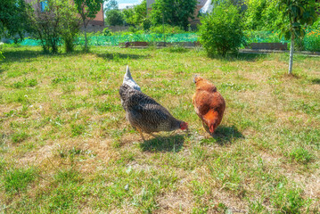 Lohmann Brown, grey Dominant CZ hen forage in summer sunlight garden. Gray speckled chicken free range in sunny yard, selective focus