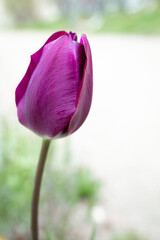 Lila Tulpe im Frühling mit unscharfem Hintergrund, groß