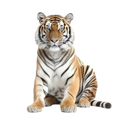 Fototapeta na wymiar tiger isolated on white