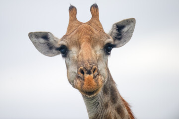 African giraffe